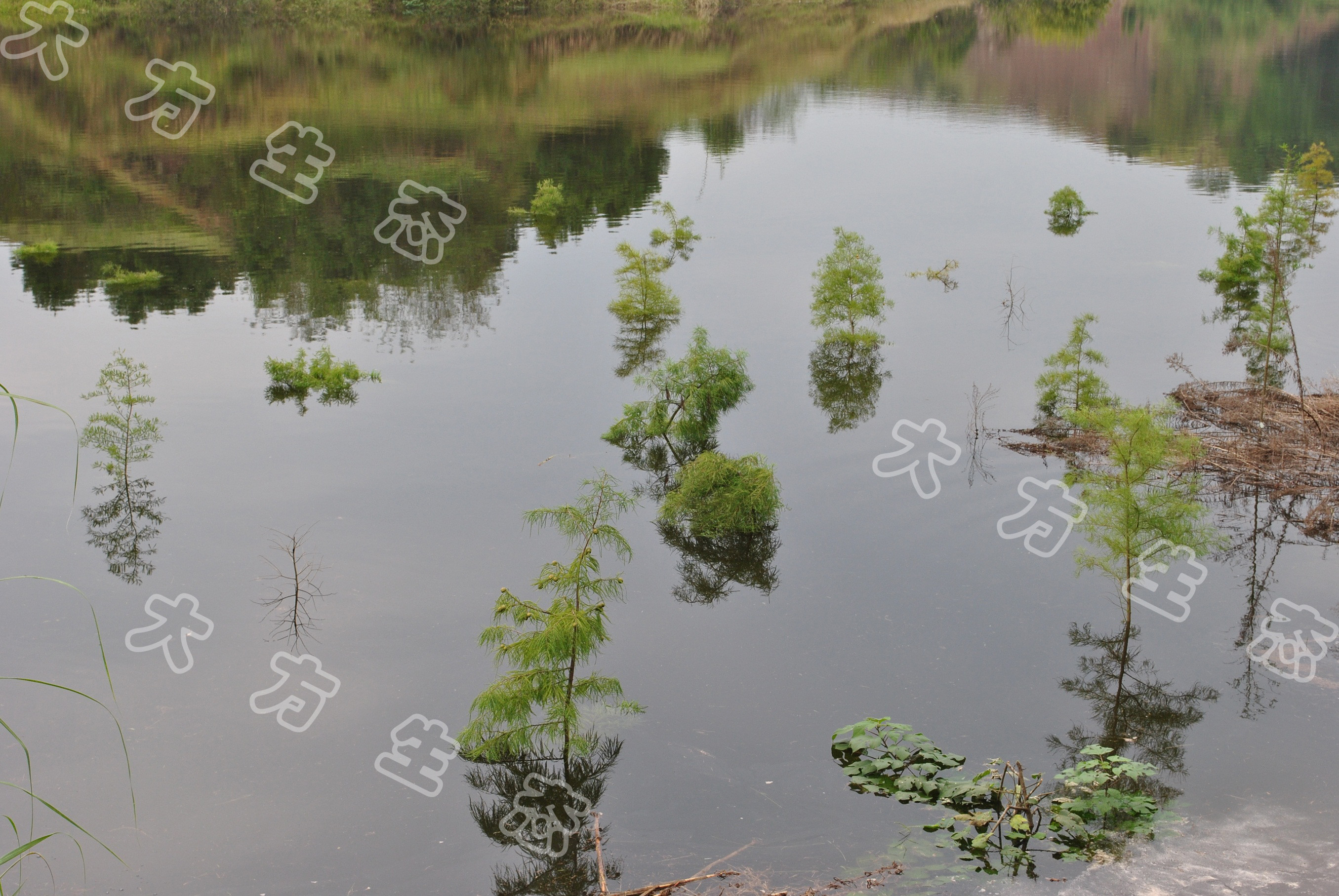 经受冬季水淹考验的三峡库区澎溪河白夹溪涨落带林泽.jpg