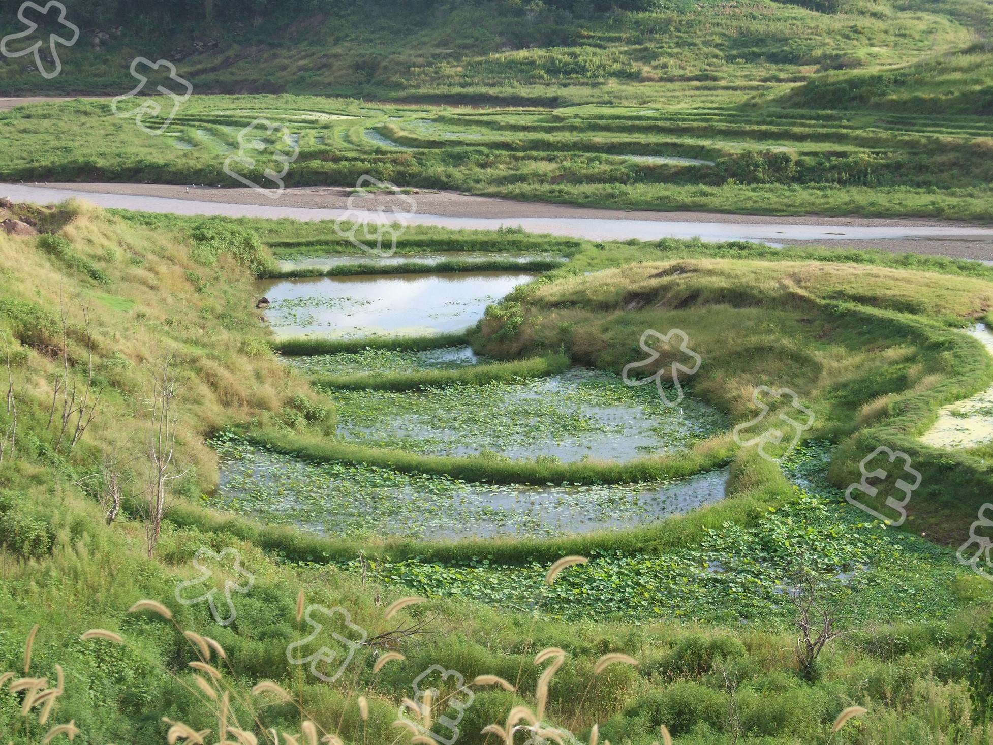 三峡水库澎溪河支流白夹溪河岸基塘全景(2011年8月23日).JPG